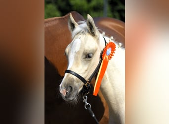 NRPS, Mare, Foal (05/2024), 16 hh, Palomino