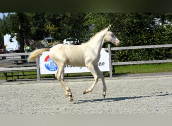 NRPS, Mare, Foal (05/2024), 16 hh, Palomino