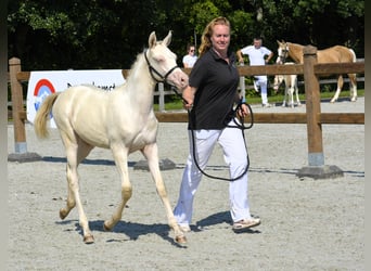 NRPS, Mare, Foal (05/2024), 16 hh, Palomino