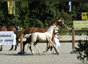 NRPS, Mare, Foal (05/2024), 16 hh, Palomino