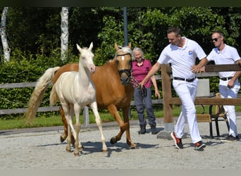 NRPS, Mare, Foal (05/2024), 16 hh, Palomino