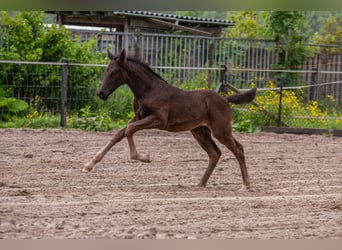 NRPS, Mare, Foal (04/2025), 16,1 hh, Black