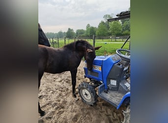 NRPS, Mare, Foal (04/2025), 16,1 hh, Black