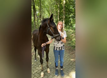 NRPS, Mare, Foal (04/2025), 16,1 hh, Black