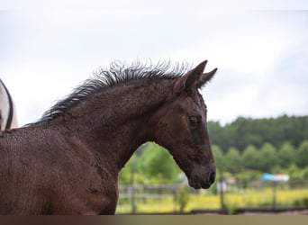 NRPS, Mare, Foal (04/2025), 16,1 hh, Black