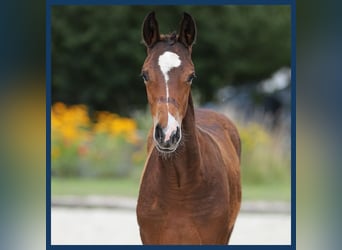 NRPS, Mare, Foal (01/2024), Brown