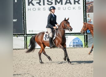 NRPS Mix, Merrie, 10 Jaar, 142 cm, Zwartbruin