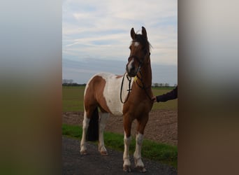NRPS, Merrie, 10 Jaar, 154 cm, Gevlekt-paard