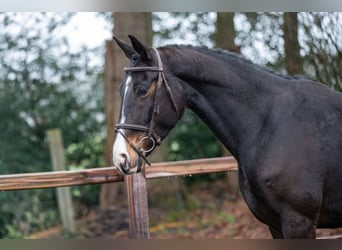 NRPS, Merrie, 10 Jaar, 167 cm