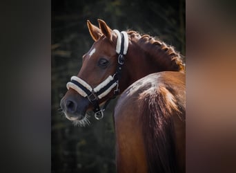 NRPS, Merrie, 11 Jaar, 138 cm, Donkere-vos