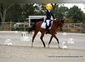 NRPS, Merrie, 12 Jaar, 148 cm, Bruin