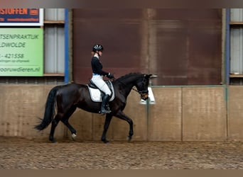 NRPS, Merrie, 12 Jaar, 161 cm, Bruin