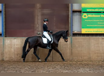 NRPS, Merrie, 12 Jaar, 161 cm, Bruin