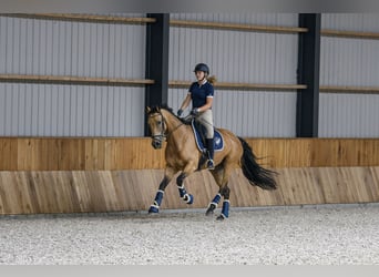 NRPS, Merrie, 12 Jaar, 163 cm, Buckskin