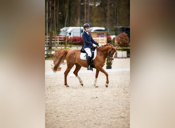 NRPS, Merrie, 13 Jaar, 144 cm, Vos