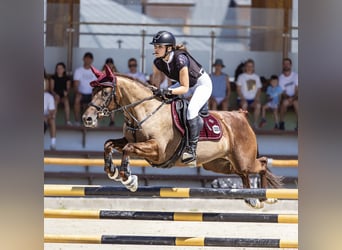 NRPS, Merrie, 13 Jaar, 148 cm, Vos