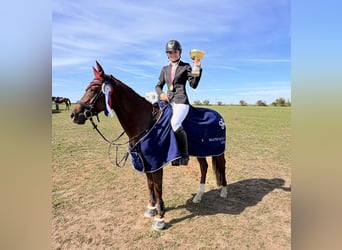 NRPS, Merrie, 13 Jaar, 148 cm, Vos