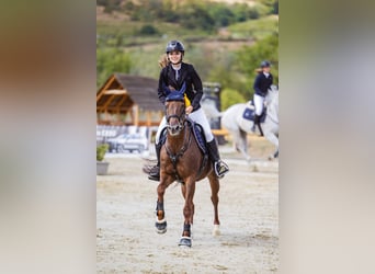 NRPS, Merrie, 13 Jaar, 148 cm, Vos