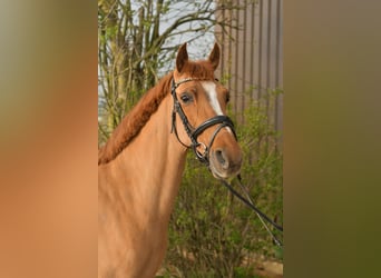 NRPS, Merrie, 14 Jaar, 148 cm, Vos