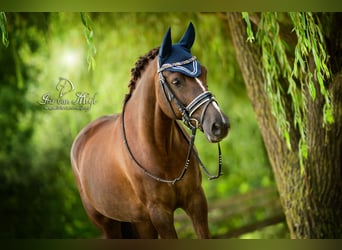 NRPS, Merrie, 16 Jaar, 146 cm, Donkere-vos