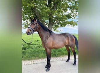 NRPS, Merrie, 16 Jaar, 147 cm, Bruin