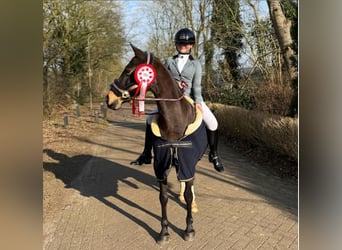 NRPS, Merrie, 17 Jaar, 143 cm, Bruin