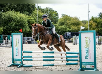 NRPS Mix, Merrie, 18 Jaar, 153 cm, Vos