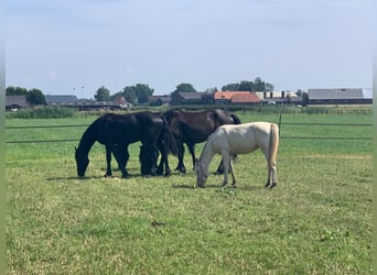 NRPS Mix, Merrie, 1 Jaar, 130 cm, Perlino