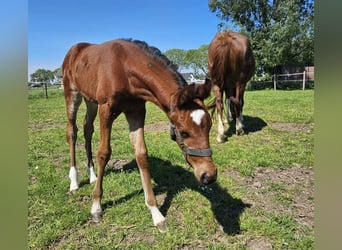 NRPS, Merrie, 1 Jaar, 145 cm, Bruin