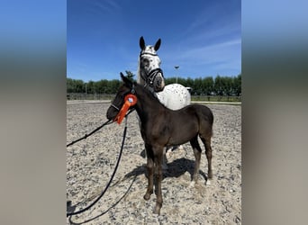 NRPS, Merrie, 1 Jaar, 148 cm, Appaloosa
