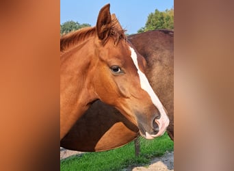 NRPS, Merrie, 1 Jaar, 168 cm, Donkere-vos