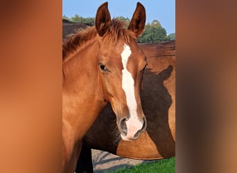 NRPS, Merrie, 1 Jaar, 168 cm, Donkere-vos