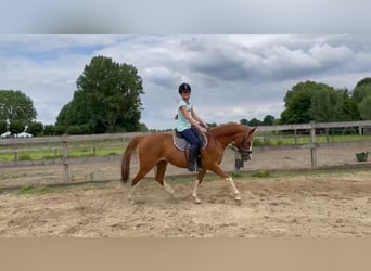 NRPS, Merrie, 22 Jaar, 139 cm, Vos
