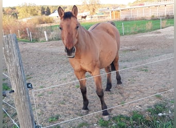 NRPS, Merrie, 22 Jaar, 145 cm