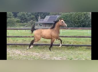 NRPS, Merrie, 2 Jaar, 144 cm, Buckskin