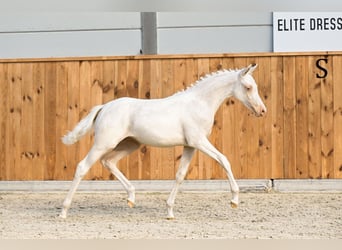 NRPS, Merrie, 2 Jaar, 144 cm, Cremello