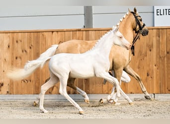 NRPS, Merrie, 2 Jaar, 144 cm, Cremello