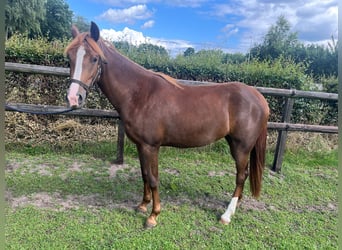 NRPS, Merrie, 2 Jaar, 144 cm, Vos