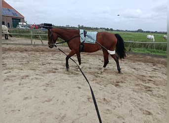 NRPS, Merrie, 2 Jaar, 150 cm, Brauner