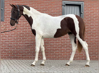 NRPS, Merrie, 2 Jaar, 160 cm, Gevlekt-paard