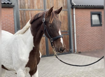 NRPS, Merrie, 2 Jaar, 160 cm, Gevlekt-paard