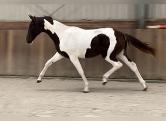 NRPS, Merrie, 2 Jaar, 160 cm, Gevlekt-paard