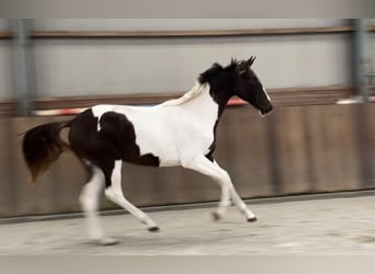 NRPS, Merrie, 2 Jaar, 160 cm, Gevlekt-paard