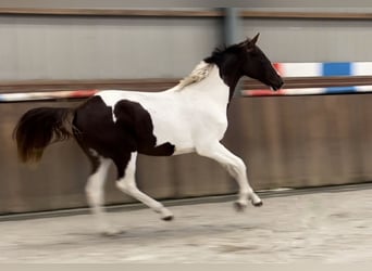 NRPS, Merrie, 2 Jaar, 160 cm, Gevlekt-paard