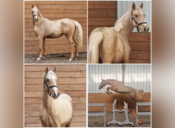 NRPS, Merrie, 2 Jaar, Palomino