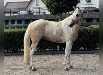 NRPS Mix, Merrie, 3 Jaar, 132 cm, Gevlekt-paard