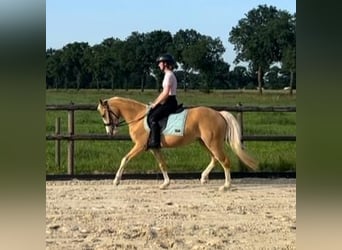 NRPS, Merrie, 3 Jaar, 137 cm, Palomino