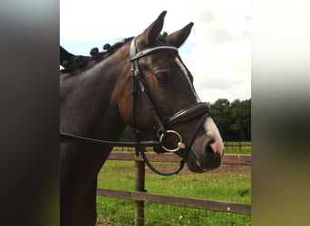 NRPS, Merrie, 3 Jaar, 142 cm, Donkerbruin