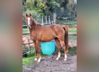 NRPS, Merrie, 3 Jaar, 146 cm, Vos