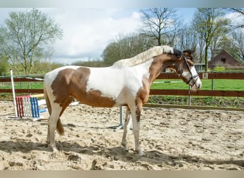 NRPS, Merrie, 3 Jaar, 153 cm, Gevlekt-paard